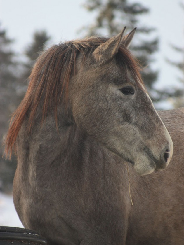 Delicada, Lusitano at Rotbrunna horse farm