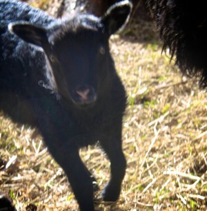 Lamb