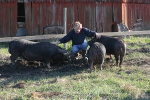 Domta pig, farm slaughterhouse and farm shop