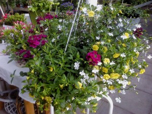 Mixed amps are one of Härnevi's nursery specialties