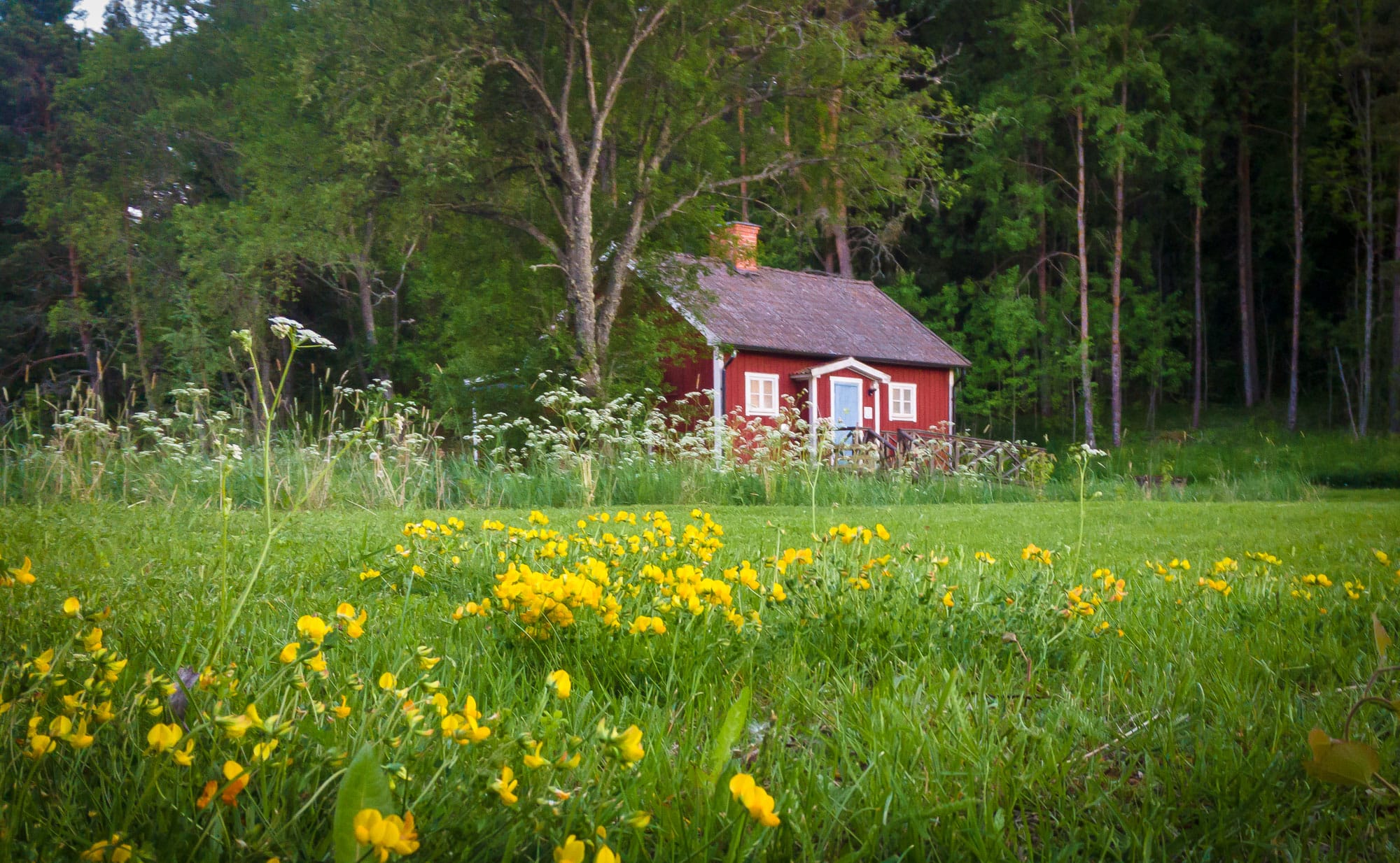 Pekoe ekologiskt te lager i Österunda bastu en sommardag