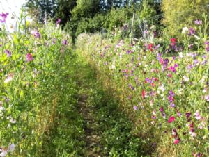Mälby woodgarden odor peas