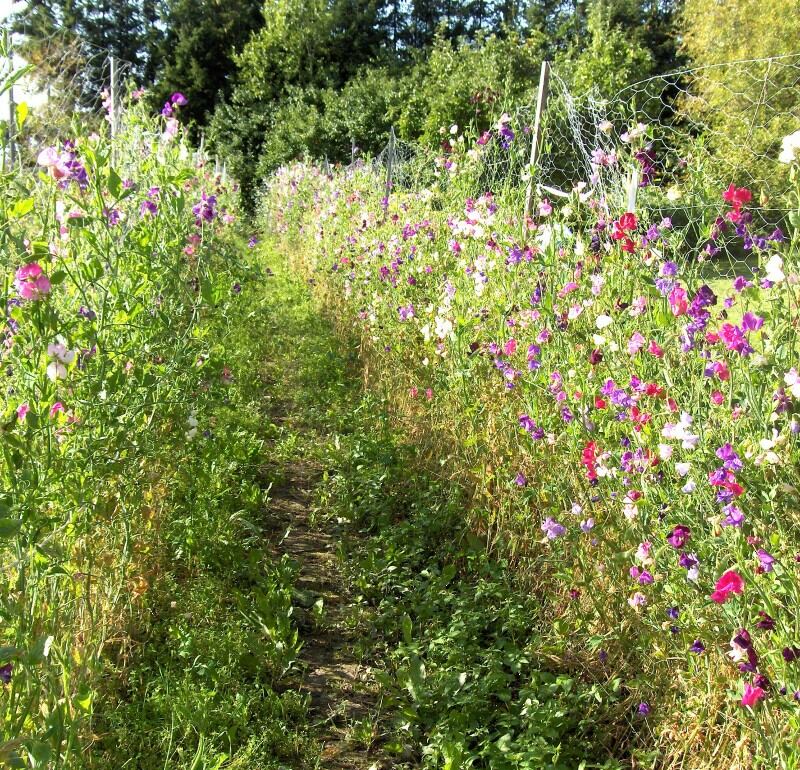 Mälby woodgarden odor peas