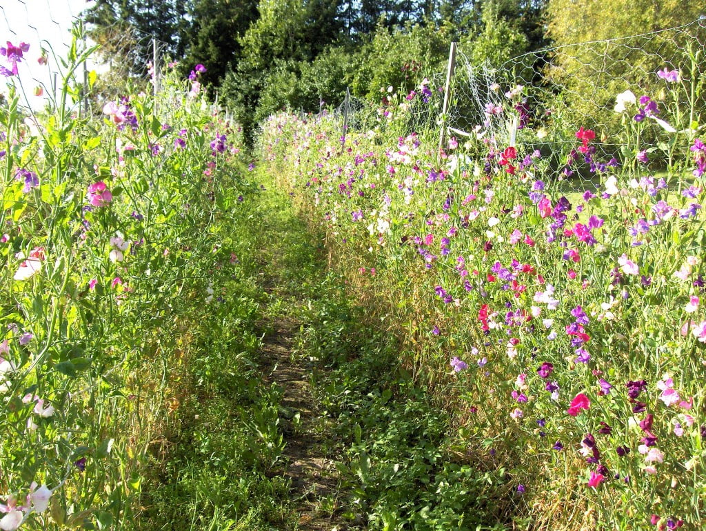 Mälby woodgarden odor peas