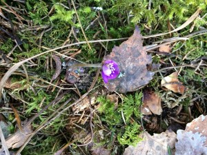 Hepatica