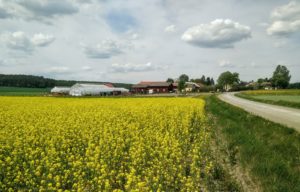 Rapeseed field in front of Sörgården green