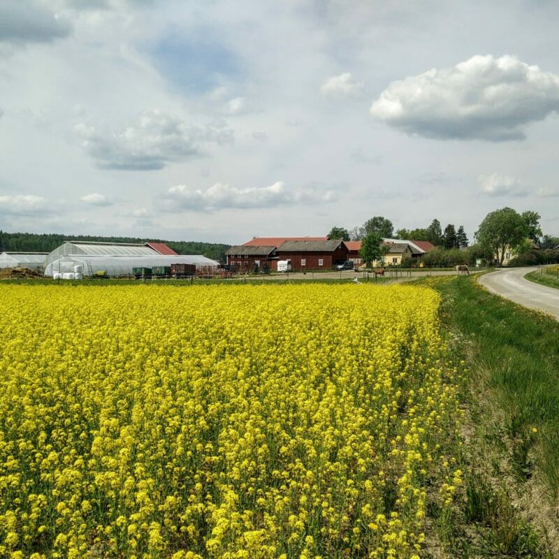 Rapsfält framför Sörgården grönt