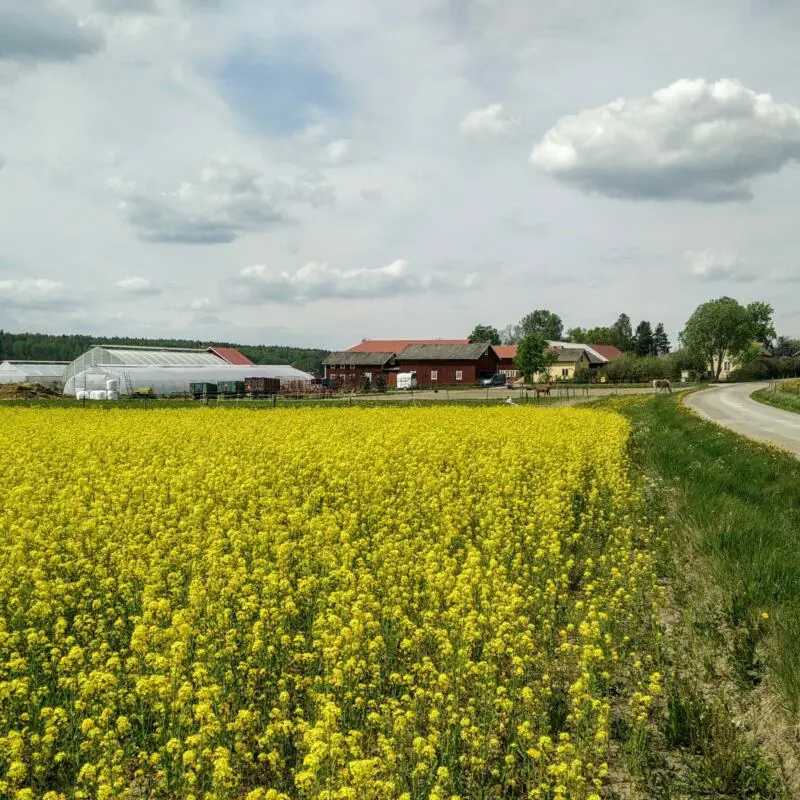 Rapeseed field in front of Sörgården green