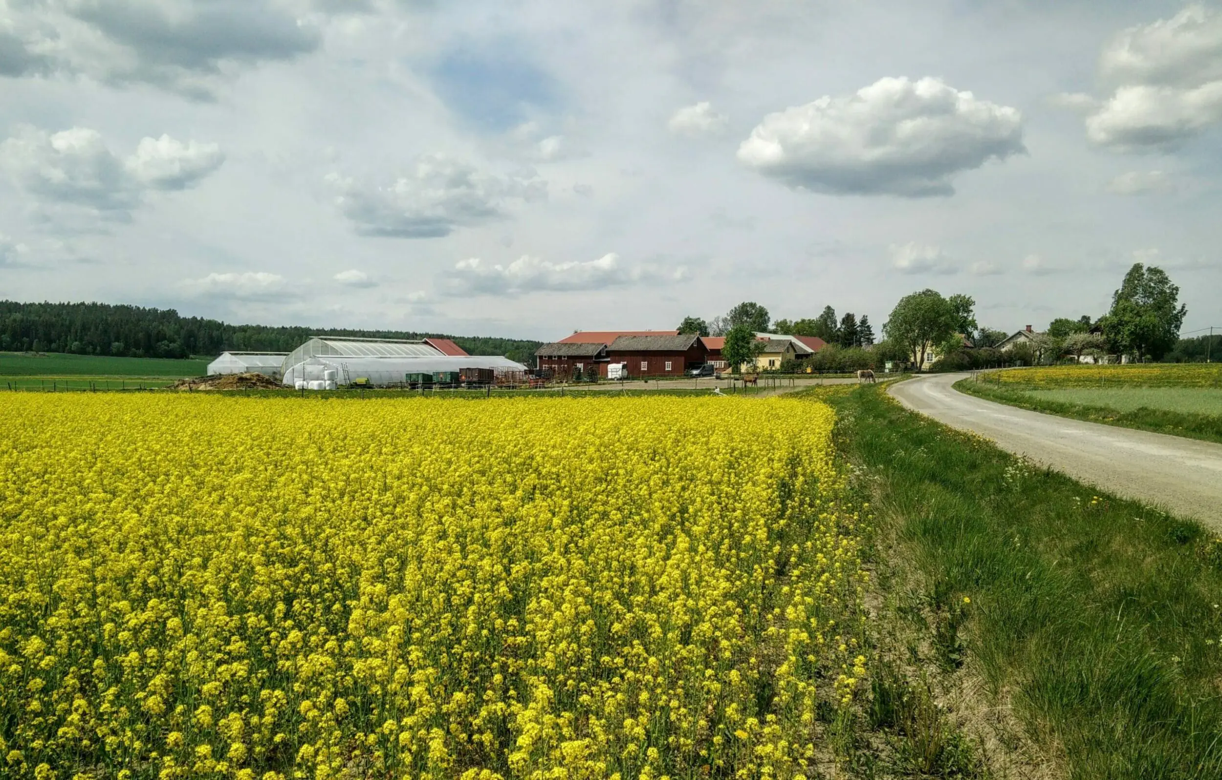 Rapeseed field in front of Sörgården green