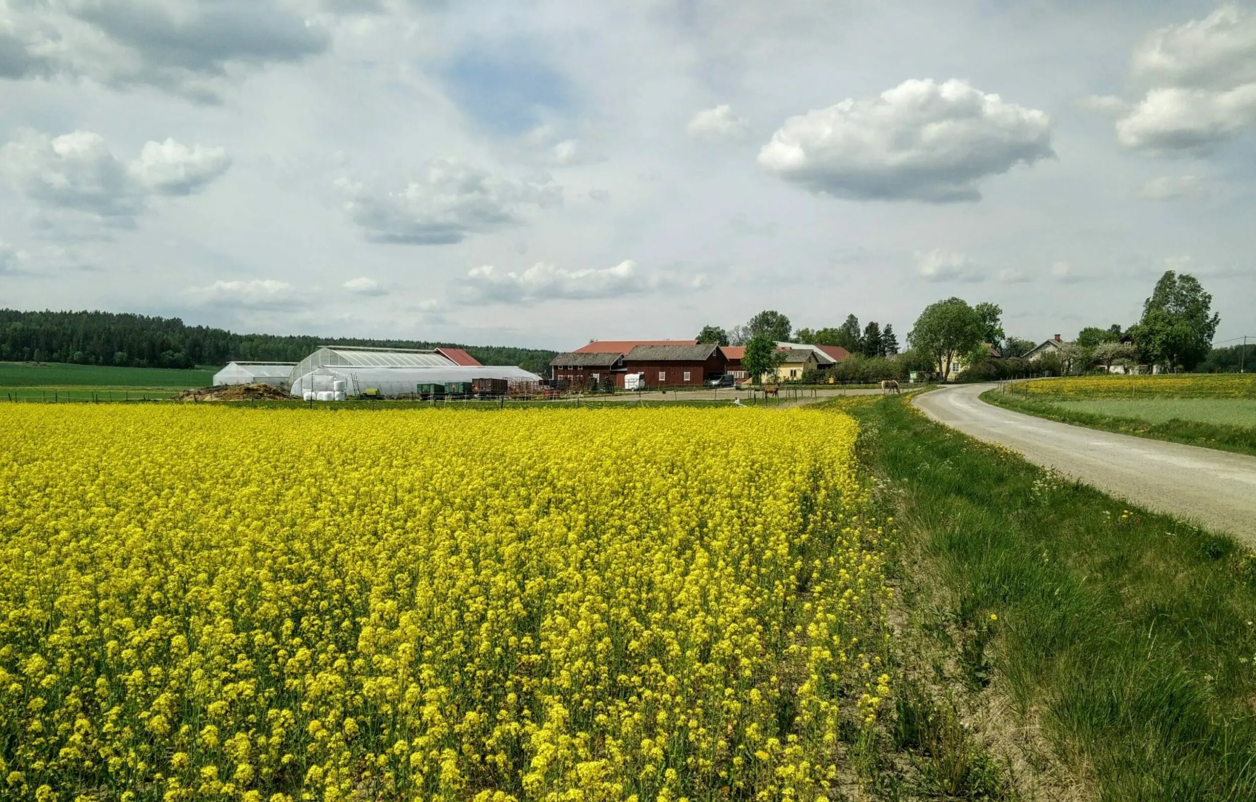 Rapsfält framför Sörgården grönt