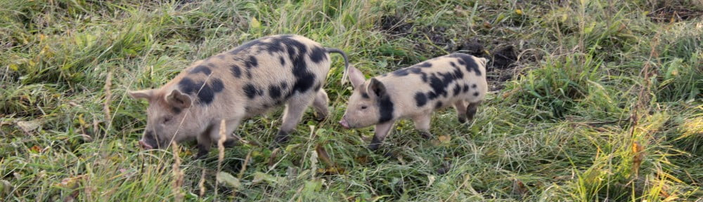 Linderöd Pig