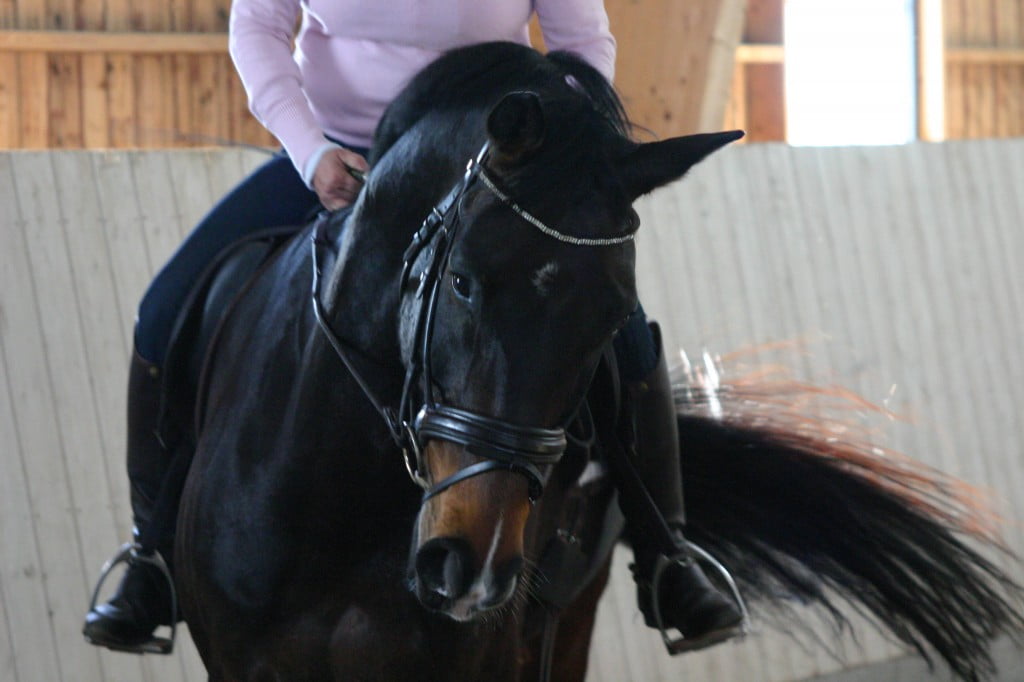 Jädra Gård 2 jaedra3