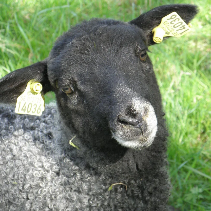 Lamb Vreta farm