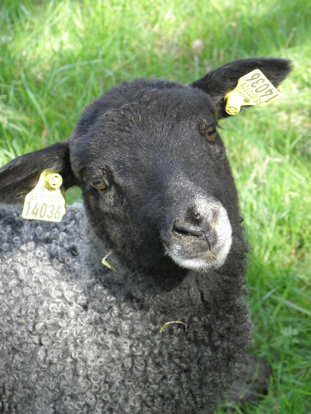 Lamb Vreta farm