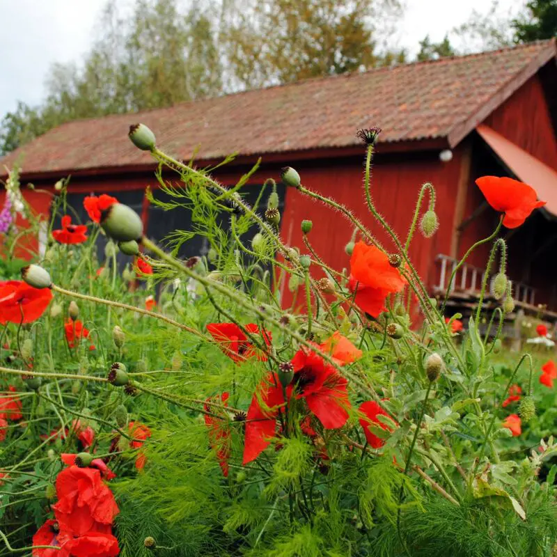 Vallmo på Sunnansjö Gård