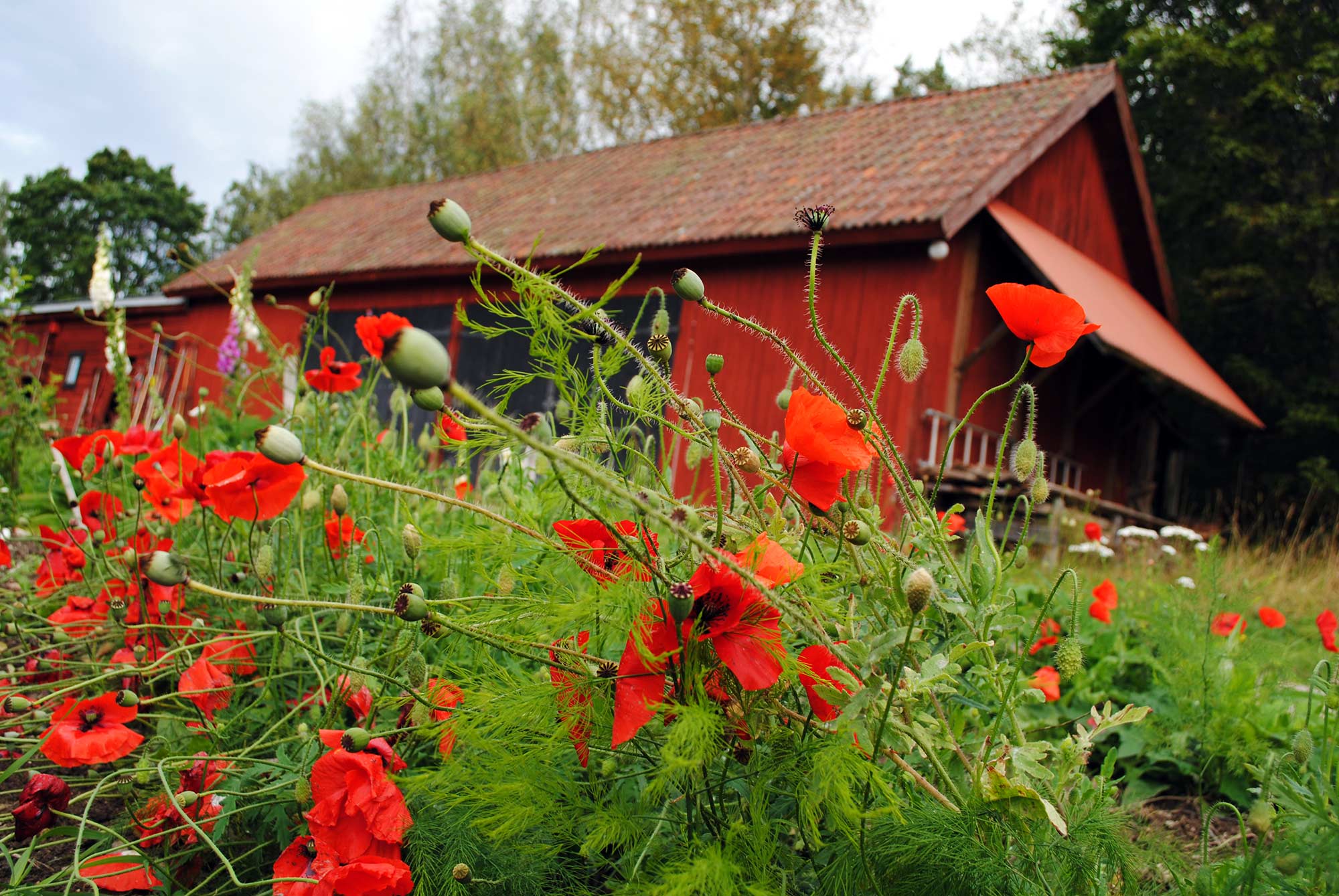 Vallmo på Sunnansjö Gård