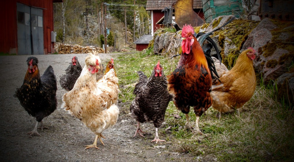 Easter rooster with chickens