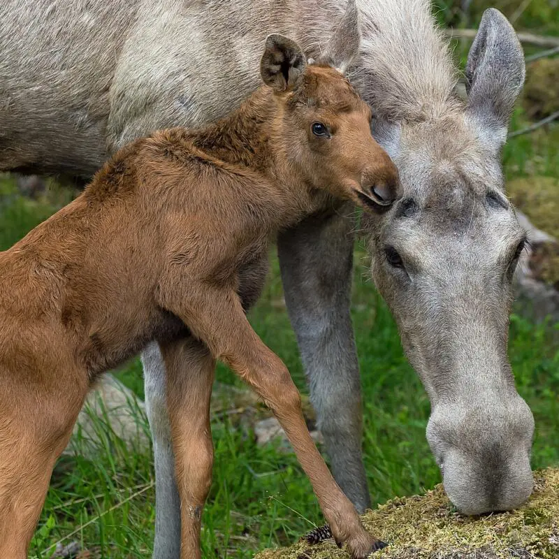 gocc88ta m calf photographer tobbe lektell