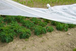 Vegetables on garden round Tuva & Täppa