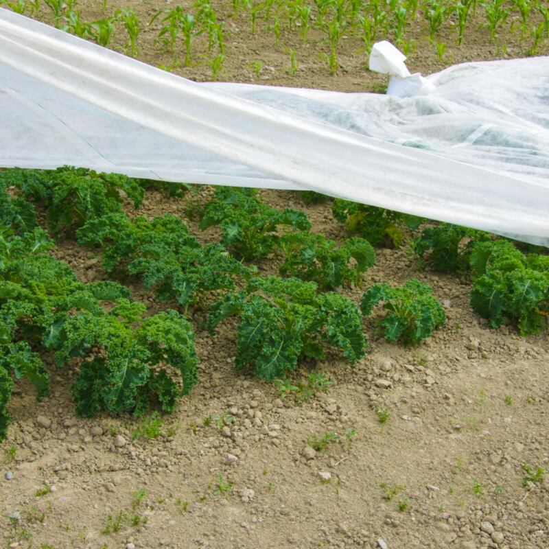 Vegetables on garden round Tuva & Täppa