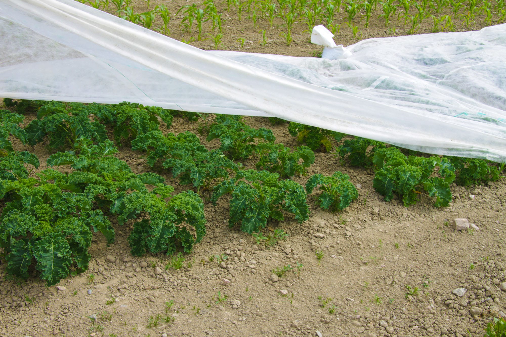 Vegetables on garden round Tuva & Täppa