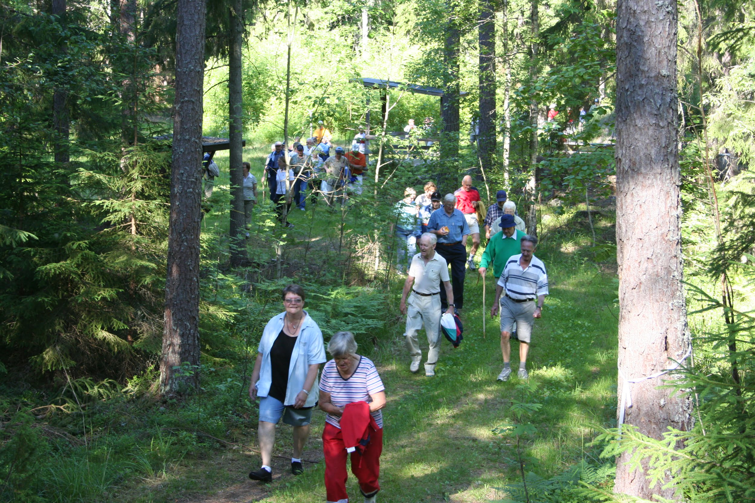 church path walk the forest