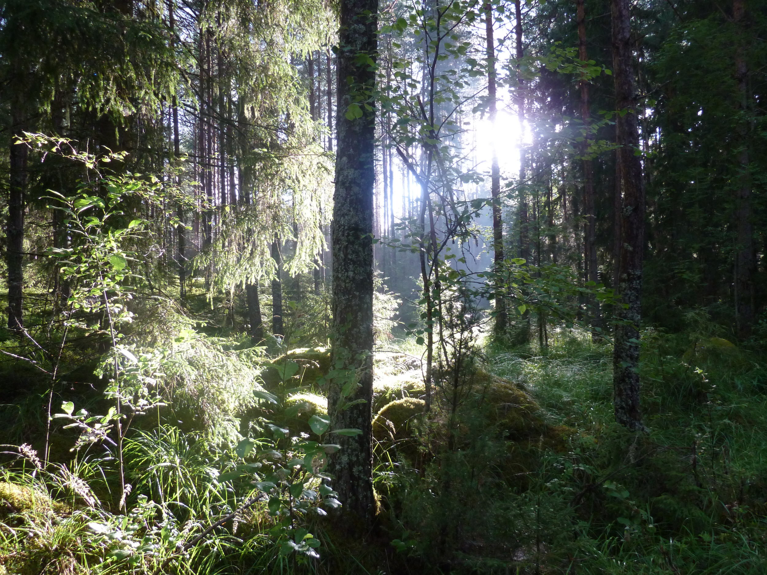 Kyrkstigen i Tärnsjö 5 messkog 2011 1