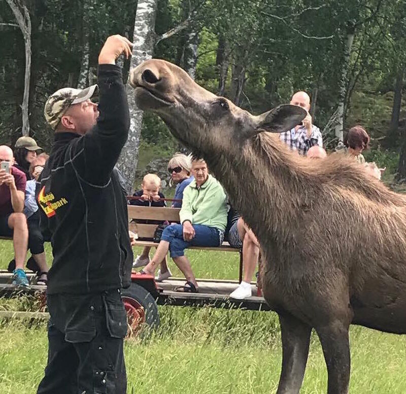 Meet moose in Gårdsjö moose park