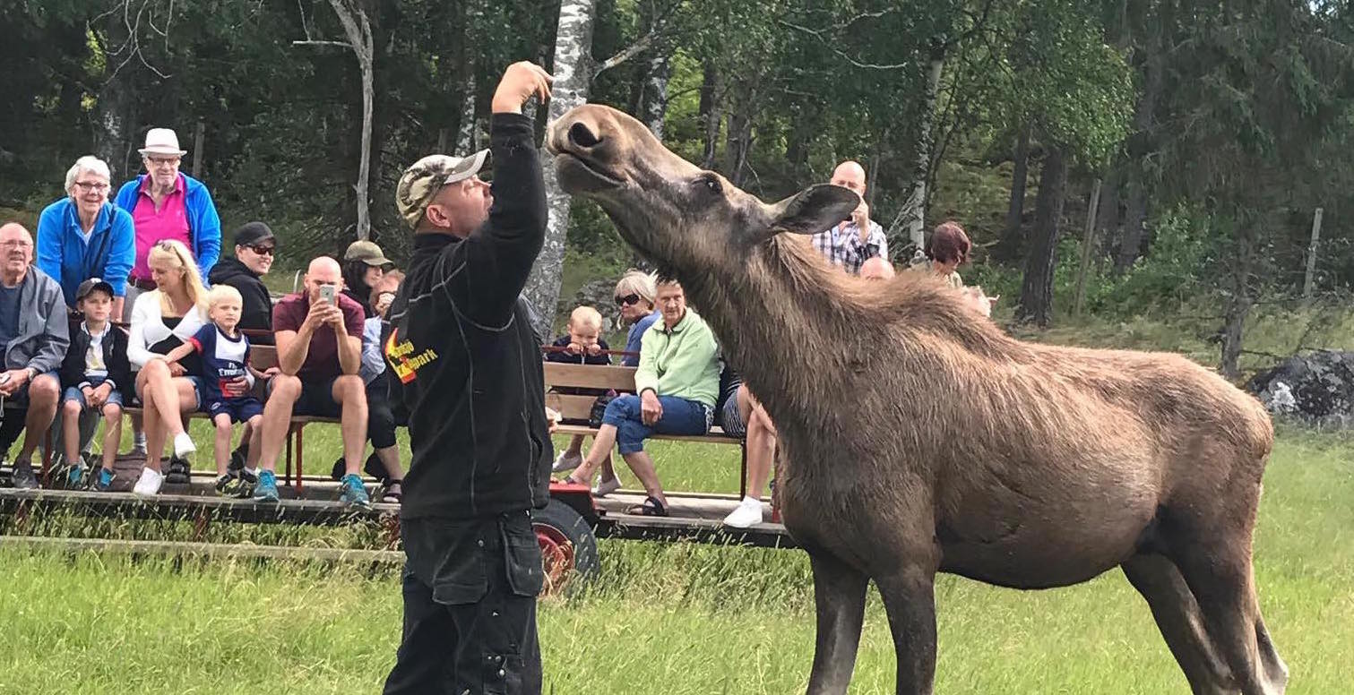 Meet moose in Gårdsjö moose park