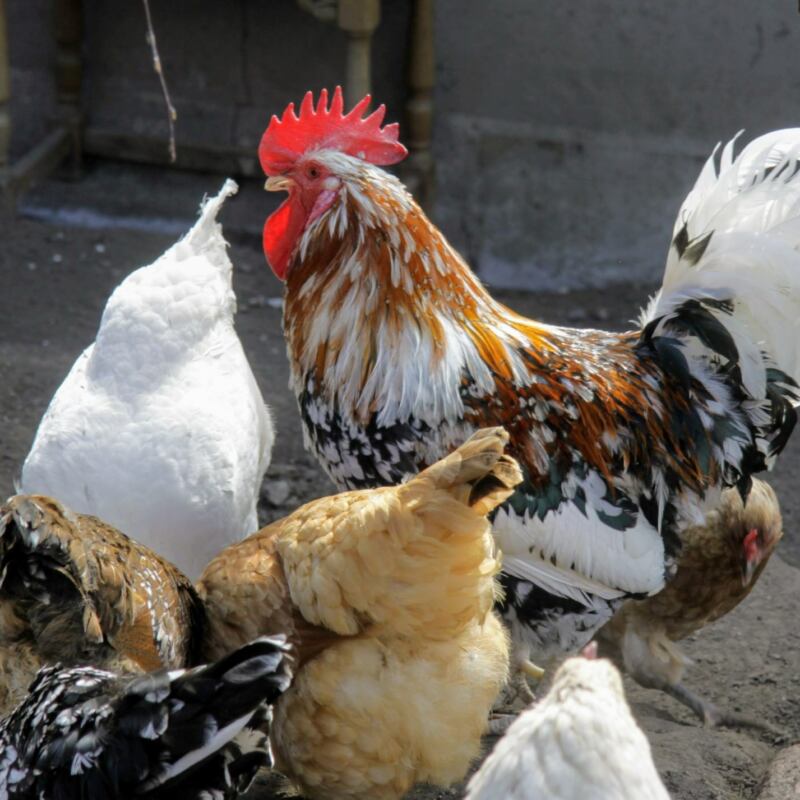 Rooster Hens Härnevi nursery