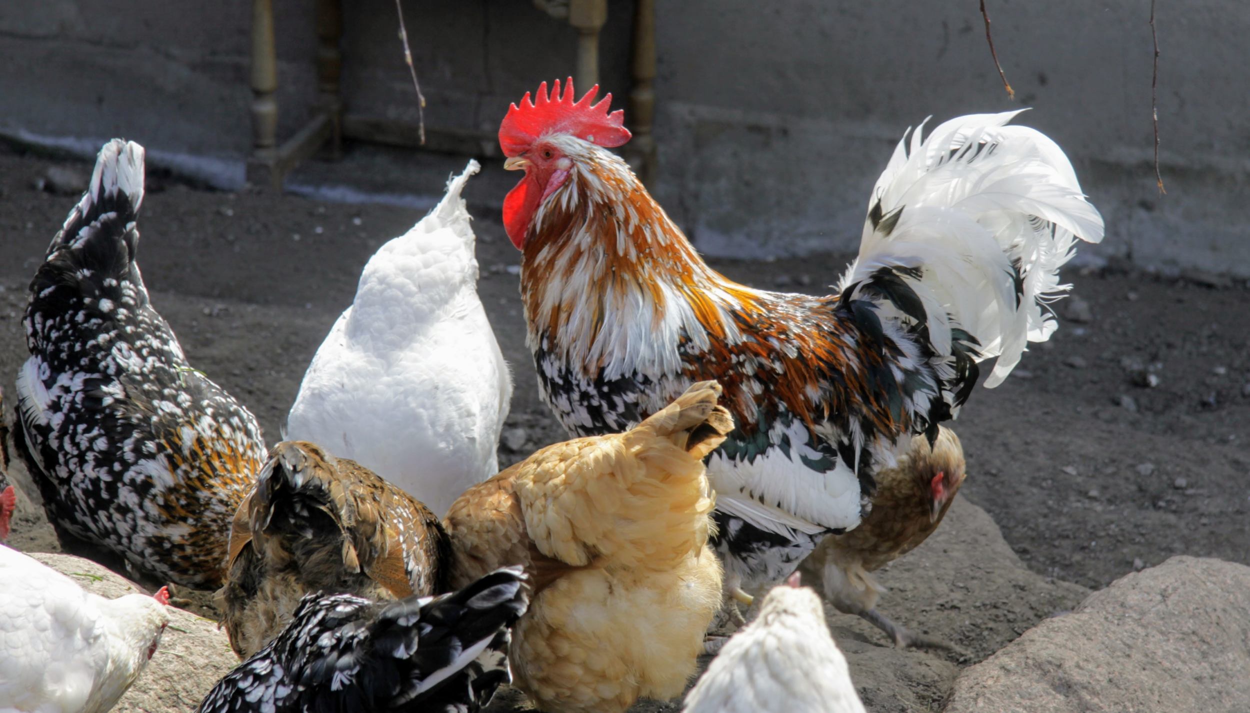 Rooster Hens Härnevi nursery