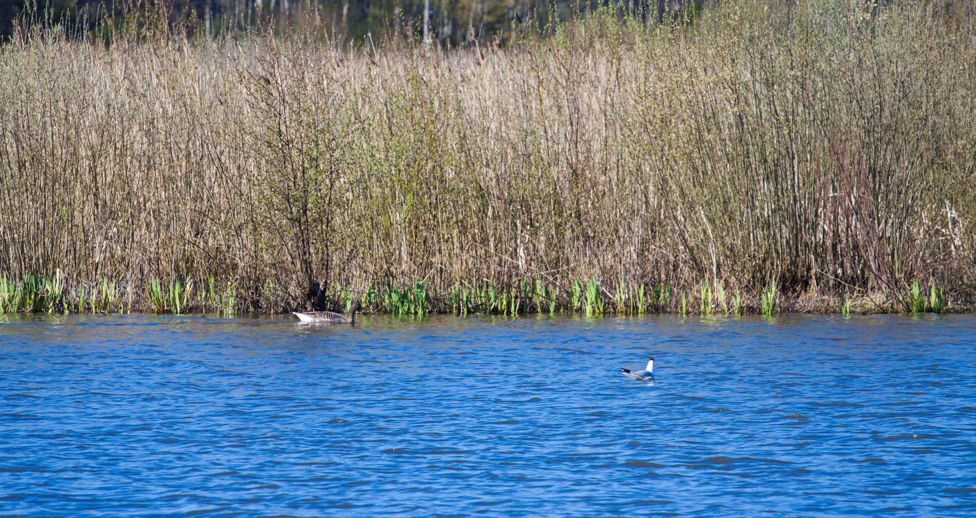 Fågelparadiset Hjälstaviken