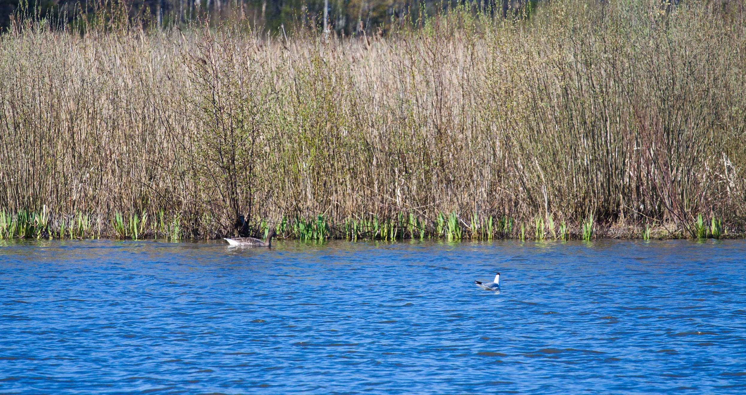 Fågelparadiset Hjälstaviken