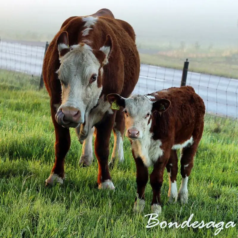 osterbykomed calf