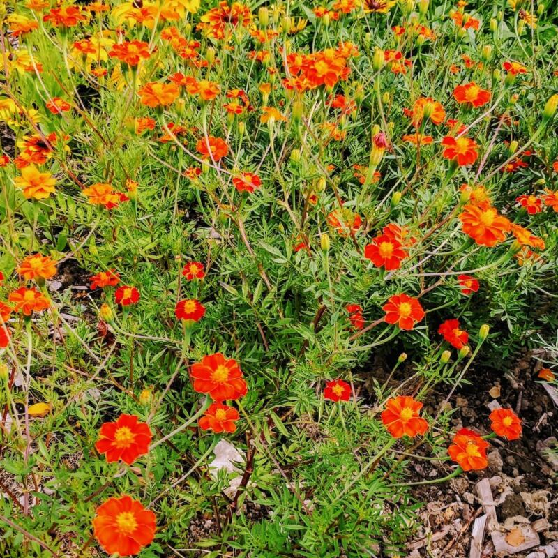 Tuva & Täppa - bild på blommor i rabatt