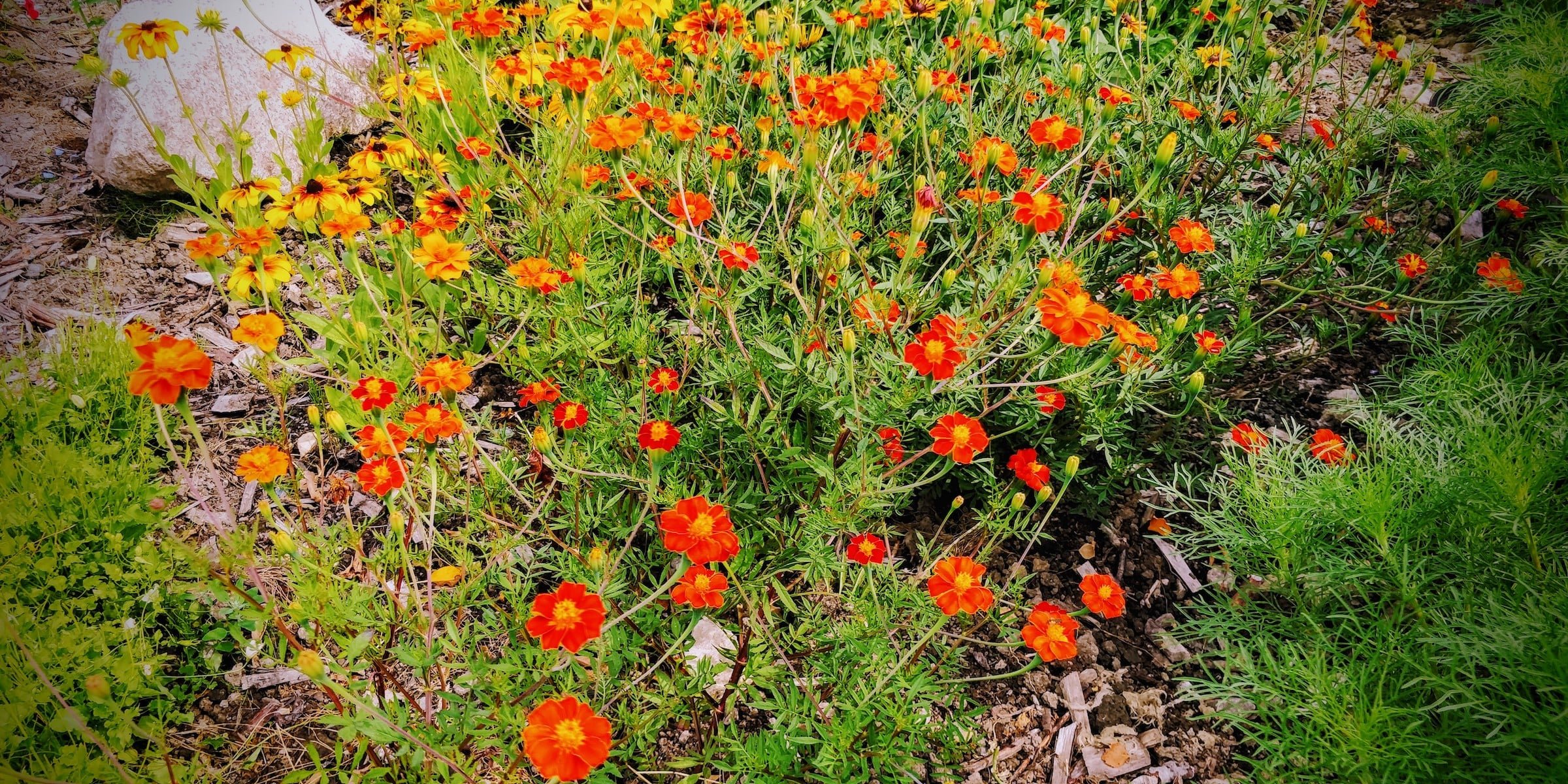 Tuva & Täppa - bild på blommor i rabatt