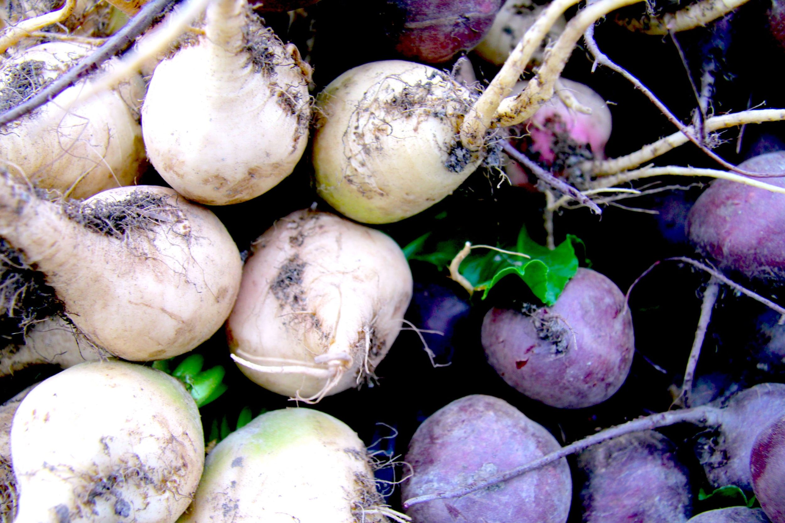 Beetroot at market