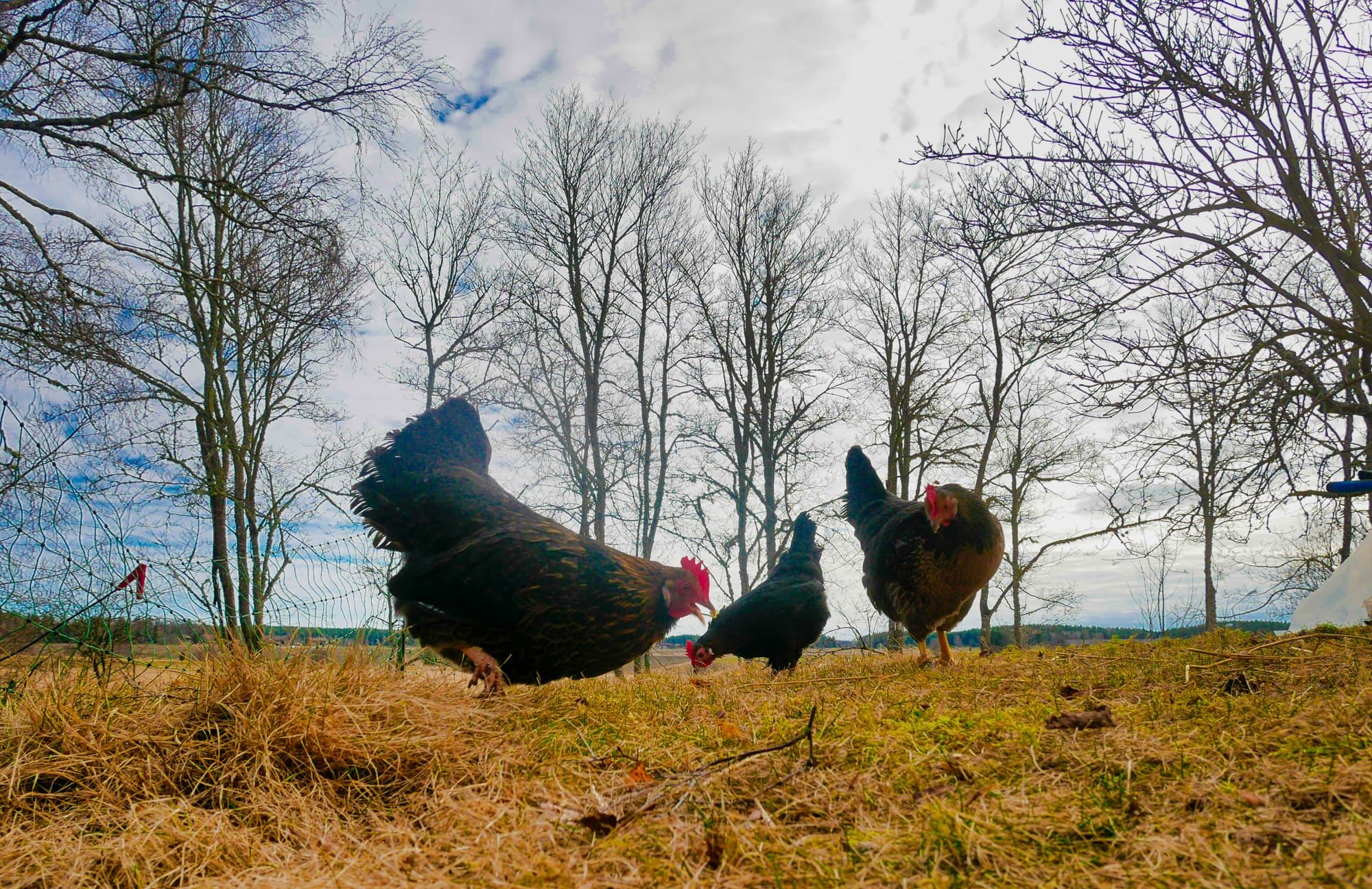 Easter chickens picking