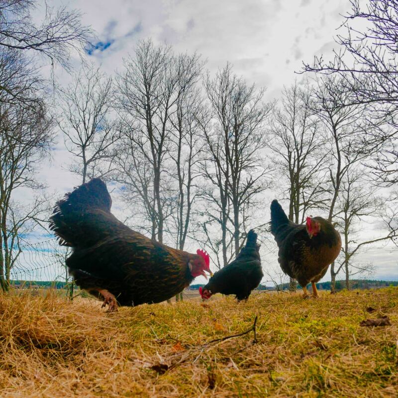 Easter chickens picking