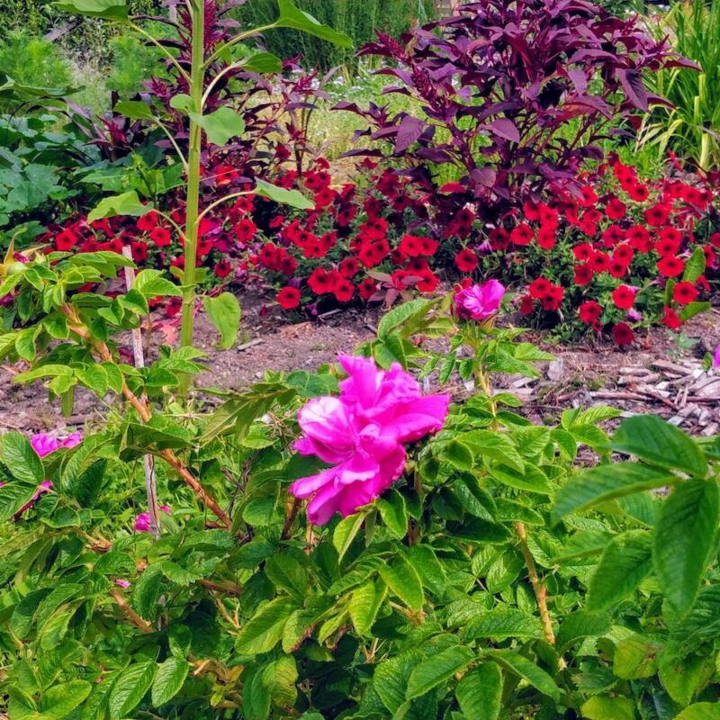 Image of flowerbed during the garden round Tuva & Täppa