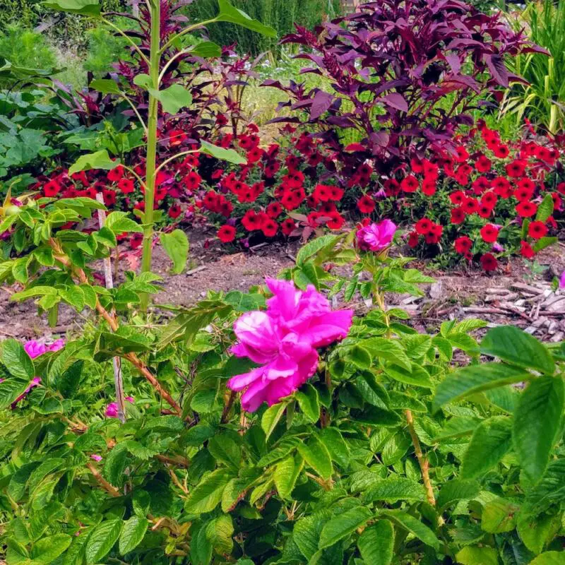 Bild på blomsterrabatt under trädgårdsrundan Tuva & Täppa