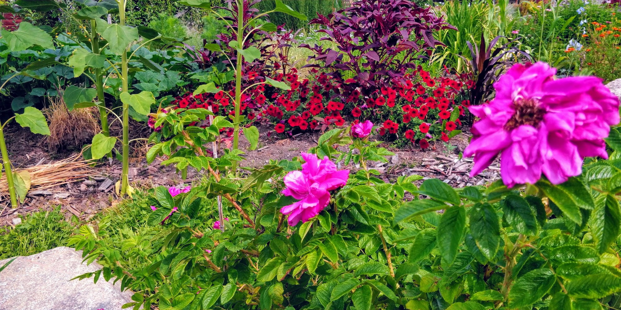 Bild på blomsterrabatt under trädgårdsrundan Tuva & Täppa