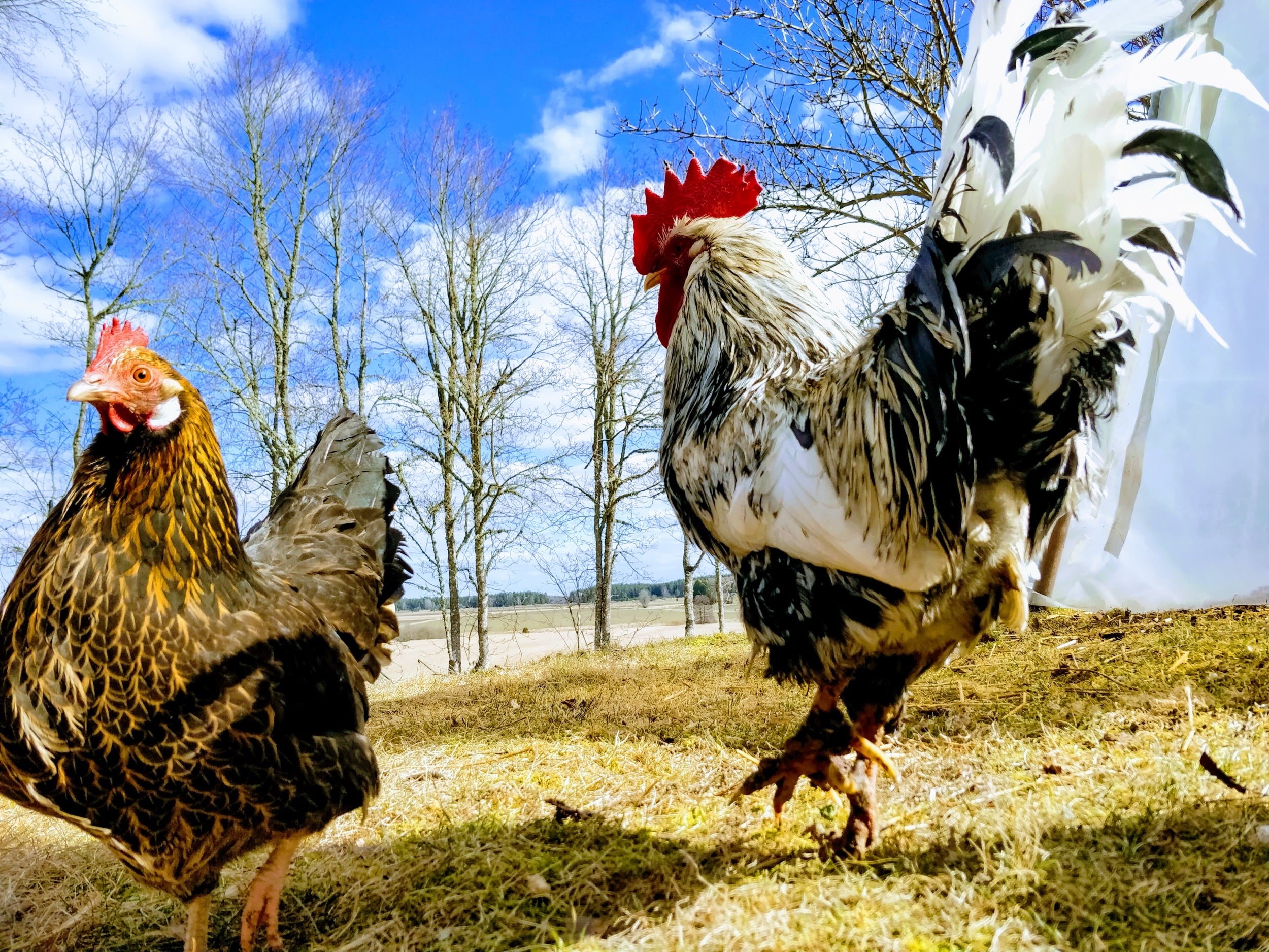 Easter roosters and chickens out to pasture
