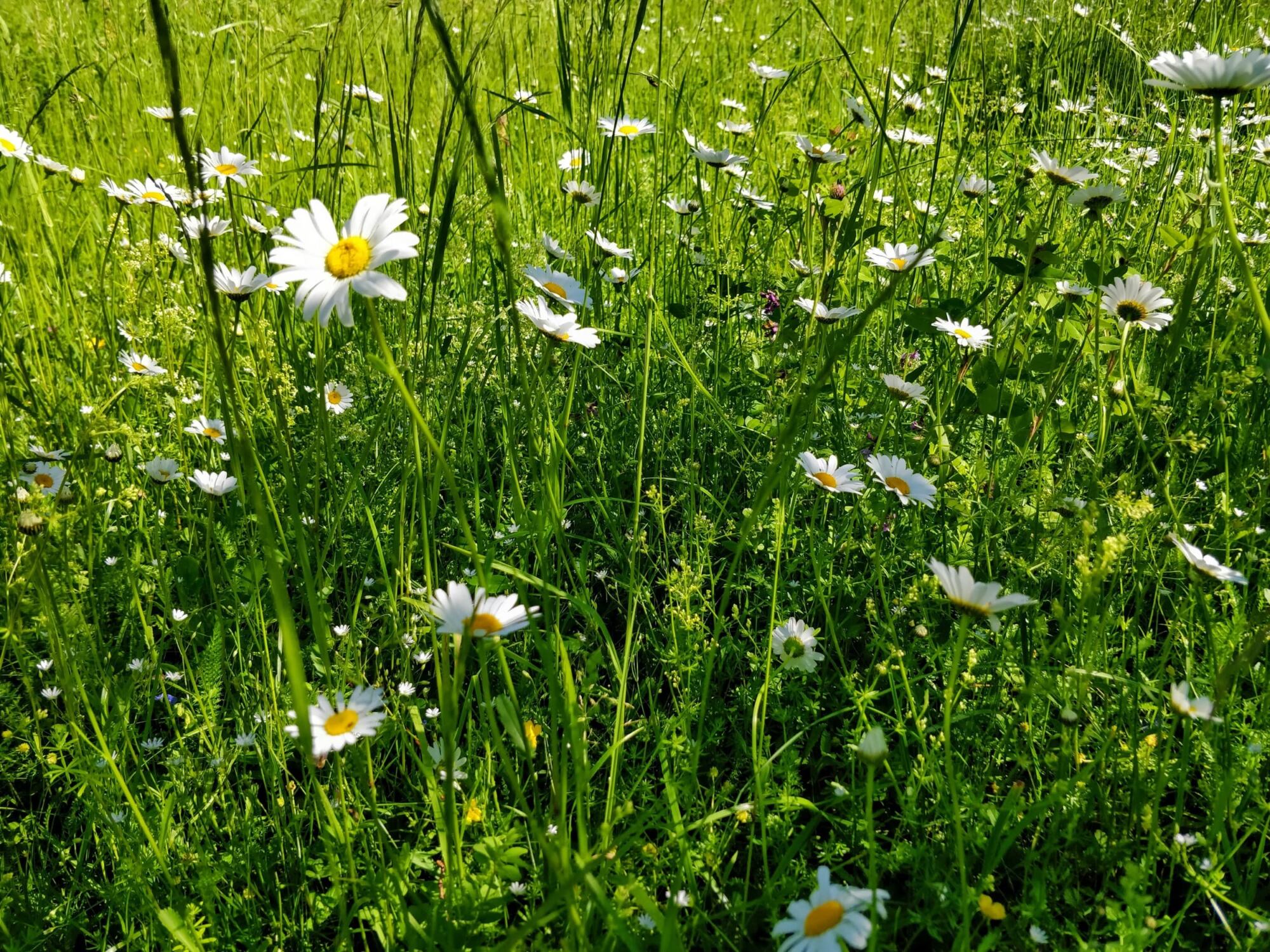 Äng med prästkragar midsommar