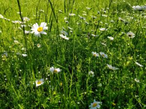 Meadow with daisies midsummer