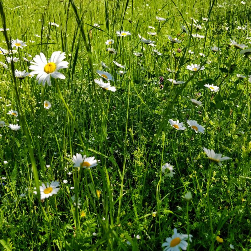 Meadow with daisies midsummer