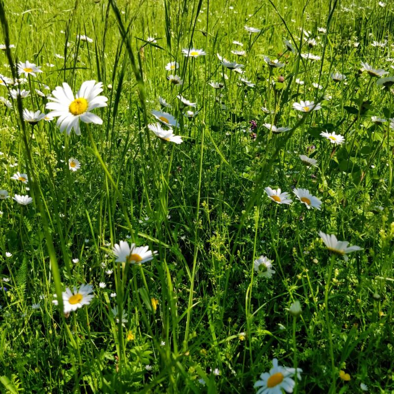 Äng med prästkragar midsommar