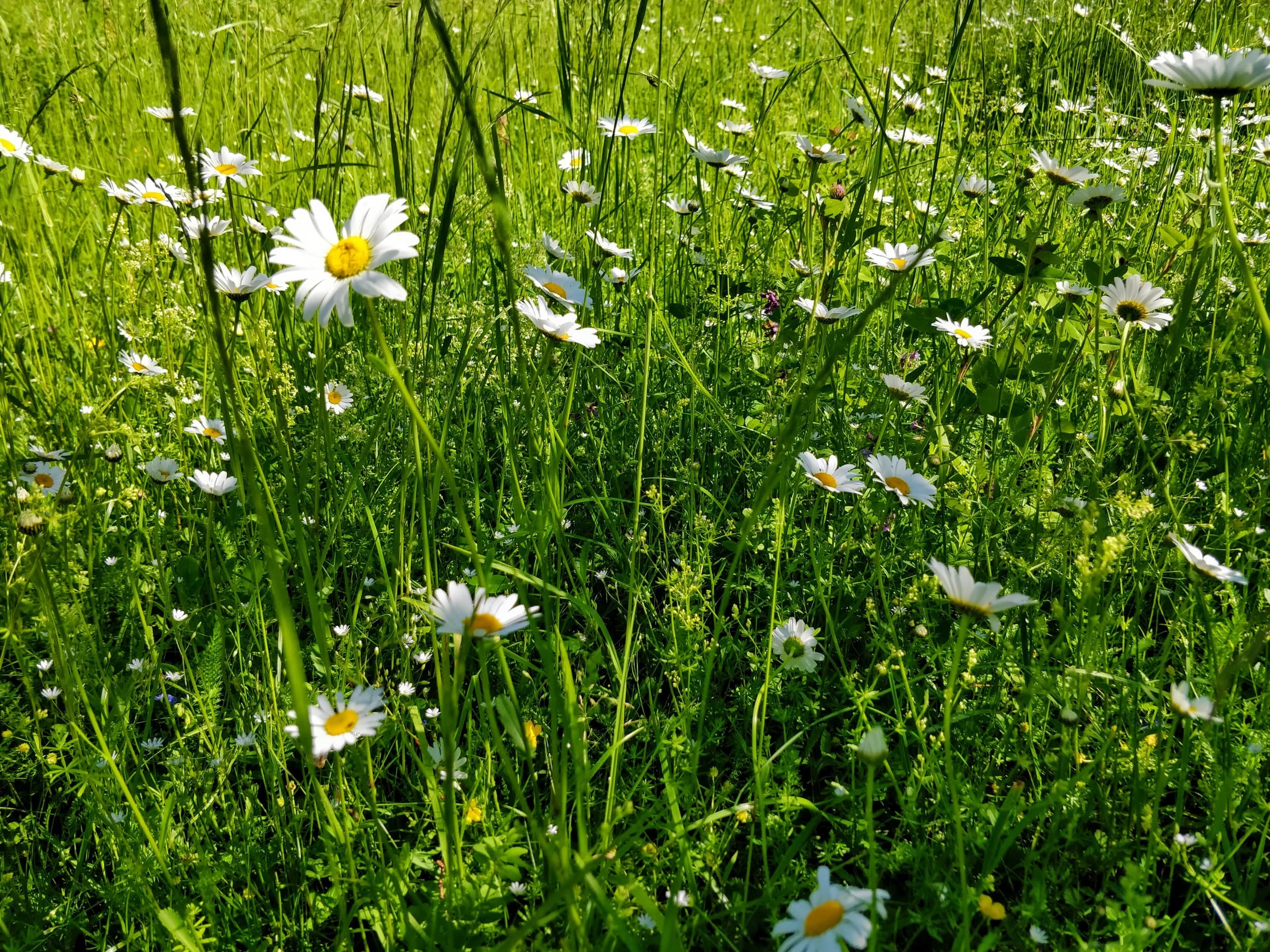 Meadow with daisies midsummer