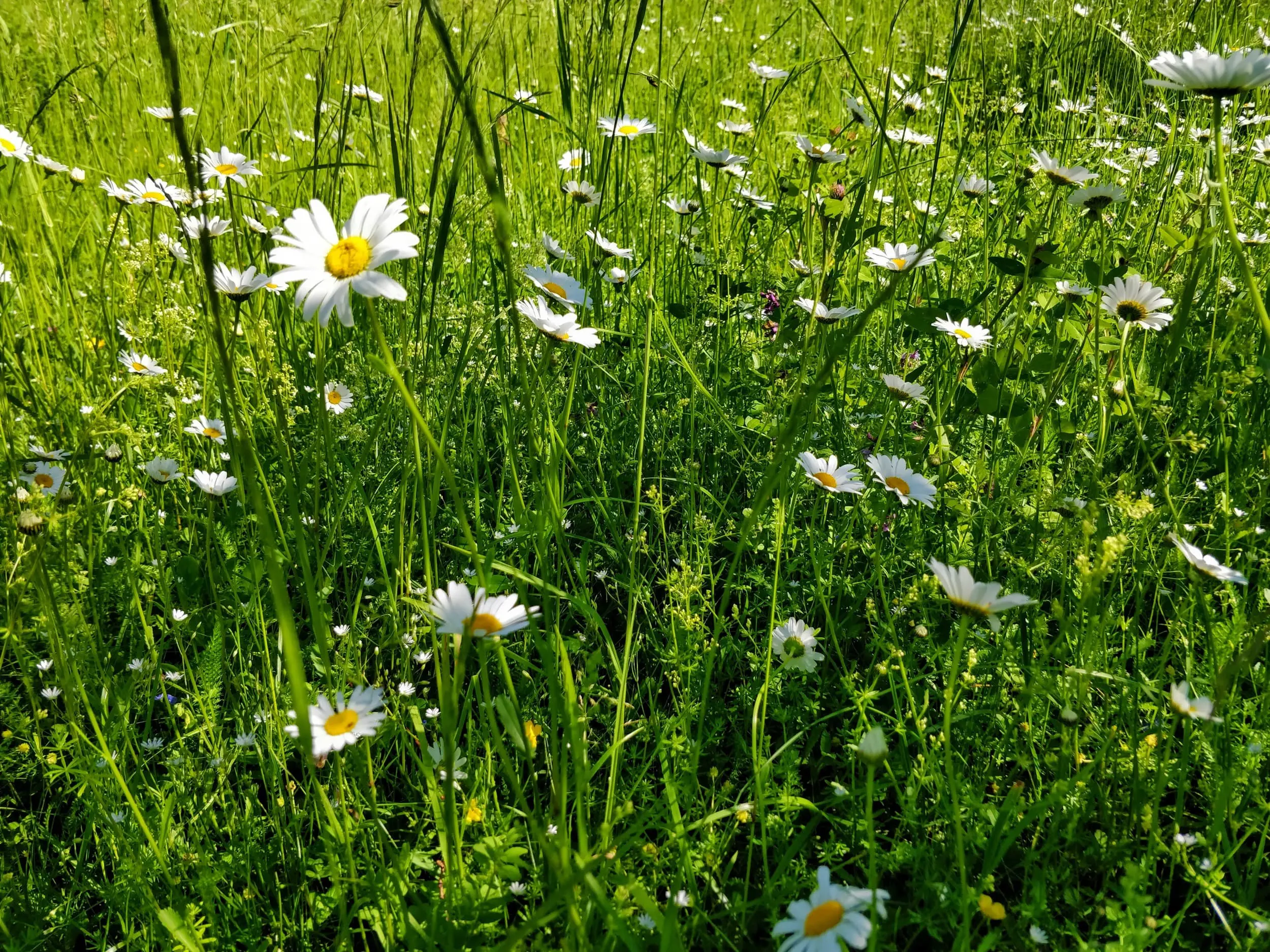 Meadow with daisies midsummer