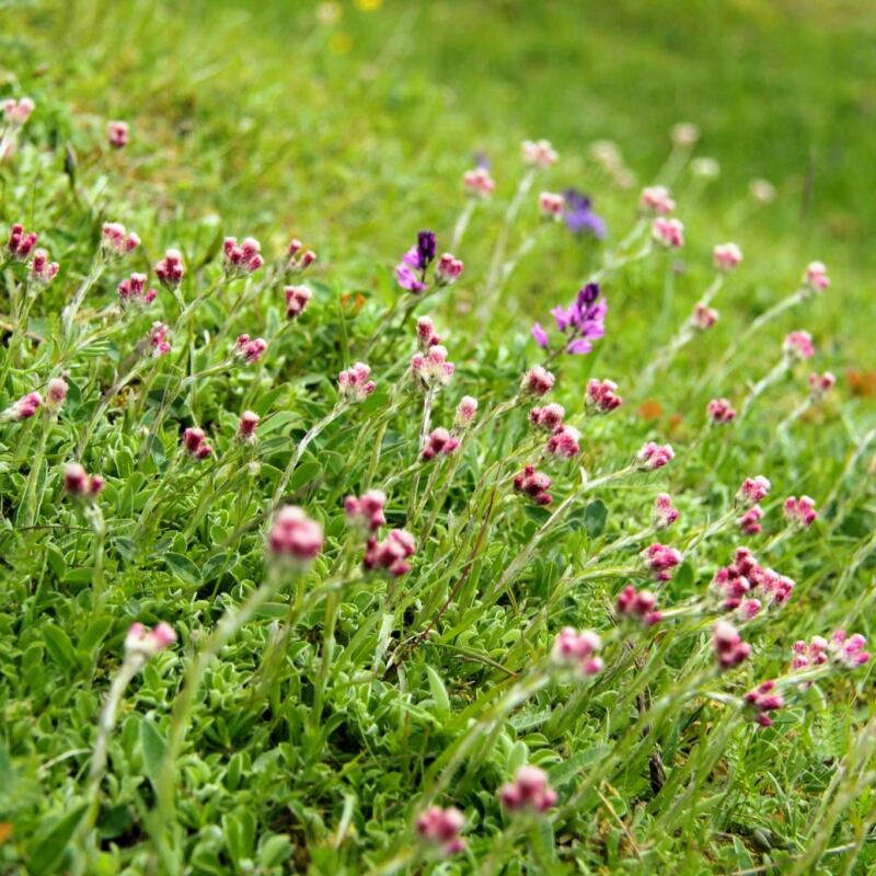 hemsta hagar blommor